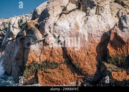 Foche che si crogiolano sulle rocce illuminate dal sole di Paracas (Perù) Foto Stock