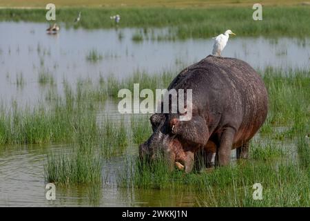 Ippopotamo fuori dall'acqua nel parco nazionale di Amboseli, Kenya, 5 giugno 2023. (Foto CTK/Ondrej Zaruba) Foto Stock