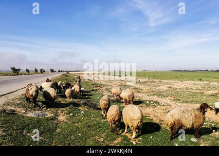 Siria, dintorni di Tadmor, allevatore siriano di pecore Foto Stock