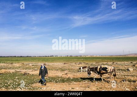 Siria, dintorni di Tadmor, allevatore siriano di pecore Foto Stock