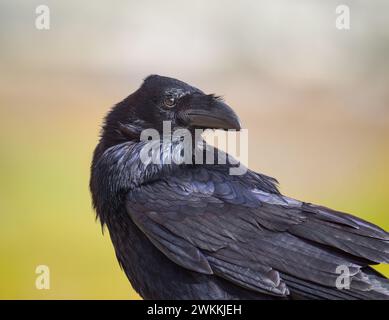 Corvo delle Canarie, Corvus corax canariensis, nero con piumaggio iridescente e scintillante, ritratto, sottospecie ed endemica delle Isole Canarie, Fuerteventura Foto Stock