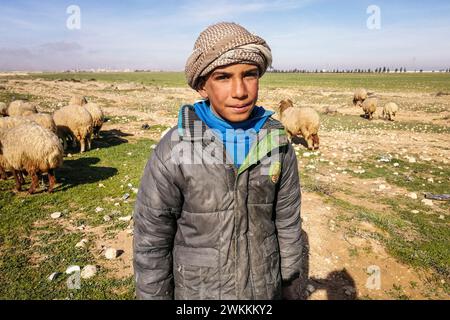 Siria, dintorni di Tadmor, allevatore siriano di pecore Foto Stock