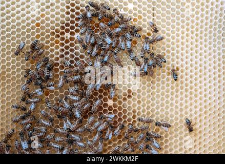La struttura esagonale astratta è costituita da un alveare a nido d'ape riempito di miele dorato, miele delizioso proveniente dal villaggio di api, miele rurale di api e favi a miele Foto Stock