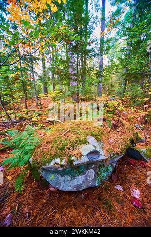 Foresta autunnale con Mossy Rock e Ferns, Canyon Falls area Foto Stock