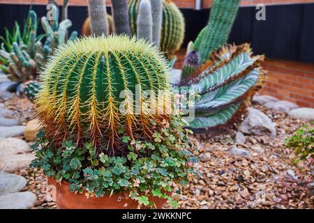 Barrel Cactus e Succulents in Desert Garden display Foto Stock