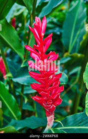 Vivace fiore di zenzero rosso in un lussureggiante giardino Foto Stock