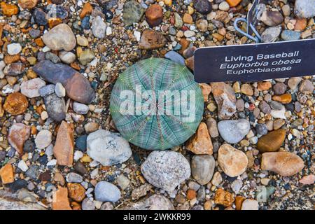 Euphorbia obesa Living Baseball nel giardino botanico Foto Stock