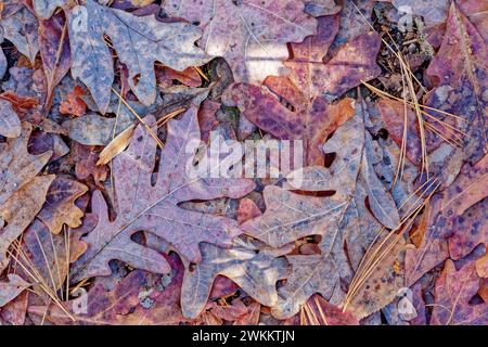 Guardando verso il basso un mucchio di foglie di quercia autunnale cadute a terra strati di colori vivaci, ideali per sfondi, carta da parati, copia spazio e piatte Foto Stock