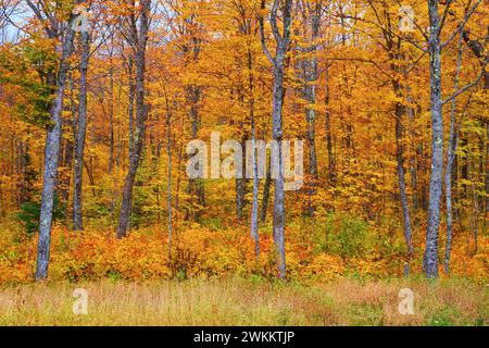 Vibrante scenario autunnale della foresta con ricco Foliage autunnale e prato Foto Stock