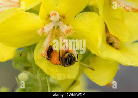 Schmalbiene, Furchenbiene, Furchen-Biene, Schmal-Biene, Blütenbesuch an Königskerze Pollenhöschen, Pollen, Bestäubung, Verbascum, Lasioglossum spec., Foto Stock