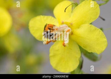 Schmalbiene, Furchenbiene, Furchen-Biene, Schmal-Biene, Blütenbesuch an Königskerze Pollenhöschen, Pollen, Bestäubung, Verbascum, Lasioglossum spec., Foto Stock