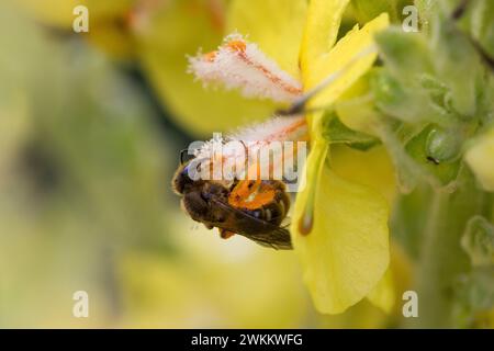 Schmalbiene, Furchenbiene, Furchen-Biene, Schmal-Biene, Blütenbesuch an Königskerze Pollenhöschen, Pollen, Bestäubung, Verbascum, Lasioglossum spec., Foto Stock