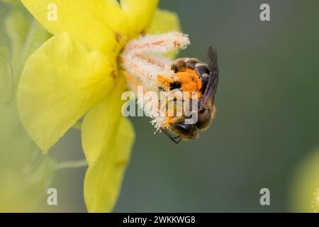 Schmalbiene, Furchenbiene, Furchen-Biene, Schmal-Biene, Blütenbesuch an Königskerze Pollenhöschen, Pollen, Bestäubung, Verbascum, Lasioglossum spec., Foto Stock