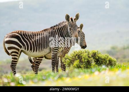 Coppia di zebre di Cape Mountain (Equus zebra zebra) che guarda la fotocamera, ravvicinati nella natura selvaggia della riserva naturale De Hoop, Capo Occidentale, Sud Africa Foto Stock