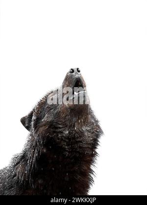 lupo ulululante durante una nevicata. Isolato su sfondo bianco. Foto Stock