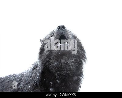 lupo ulululante durante una nevicata. Isolato su sfondo bianco. Foto Stock