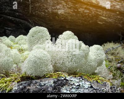 Primo piano di una tazza di lichene con punta a stella (Cladonia stellaris). Foto Stock