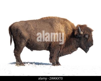 bison si trova nella neve isolata su uno sfondo bianco. Foto Stock