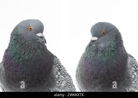 Due piccioni isolati su sfondo bianco. Foto Stock
