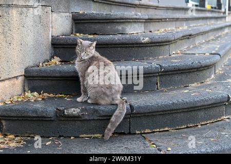 Un gatto tabby grigio randagio si trova sui gradini della Chiesa di Santa Maria Magna (Socorro), nella città vecchia, zona Vieja di Funchal, Portogallo, Madeira Foto Stock