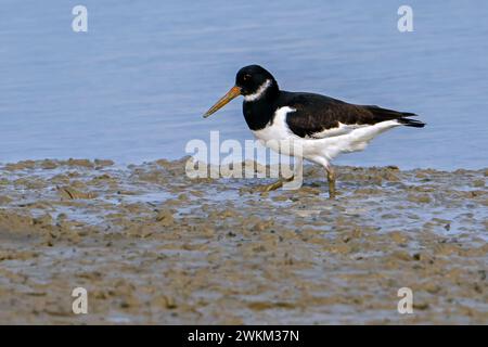 Oystercatcher comune / oystercatcher eurasiatico (Haematopus ostralegus) che si forgia su pianura fangosa lungo la costa del Mare del Nord e cerca vermi nel fango Foto Stock