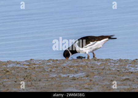 Oystercatcher comune / oystercatcher eurasiatico (Haematopus ostralegus) che si forgia su pianura fangosa lungo la costa del Mare del Nord e cerca vermi nel fango Foto Stock