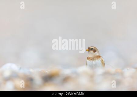 Snow Bunting Plectrophenax nivalis, piumaggio invernale adulto in piedi sulla spiaggia di ciottoli, Suffolk, Inghilterra, febbraio Foto Stock