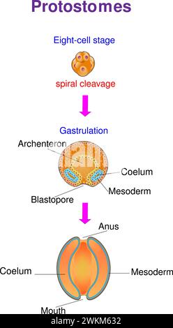 Questo diagramma mostra i principali tipi di coelomati: I protostomi Illustrazione Vettoriale