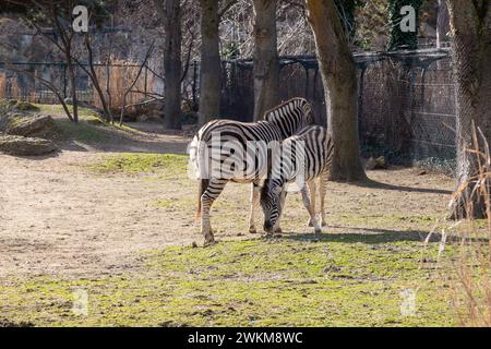 Zebre presso lo Zoo di Schönbrunn, Maxingstraße, Vienna, Austria, l'Europa. Foto Stock