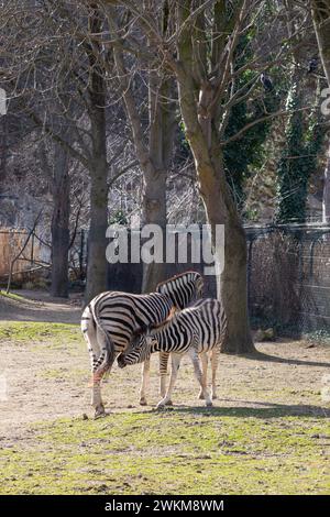 Zebre presso lo Zoo di Schönbrunn, Maxingstraße, Vienna, Austria, l'Europa. Foto Stock