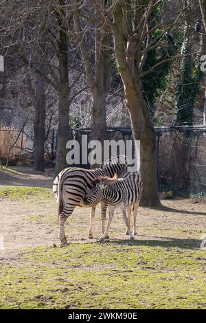 Zebre presso lo Zoo di Schönbrunn, Maxingstraße, Vienna, Austria, l'Europa. Foto Stock