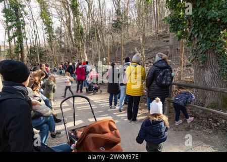 Dar da mangiare ai lupi allo zoo di Schönbrunn, Vienna, Austria, Europa. Foto Stock