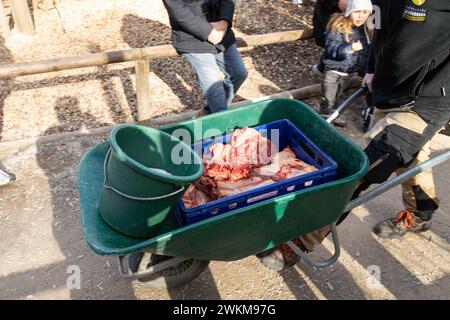 Dar da mangiare ai lupi allo zoo di Schönbrunn, Vienna, Austria, Europa. Foto Stock