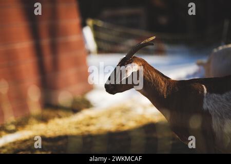 Una capra arroccata su un campo erboso vicino al recinto Foto Stock