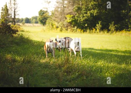 Mandria di capre che pascolano in campi erbosi Foto Stock