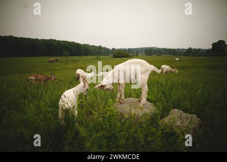 Due giovani capre che si nutrono di erba in un campo roccioso Foto Stock