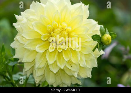 Primo piano di un canarino fubuki dahlia in fiore Foto Stock