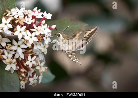 Hawk-Moth striato (Hyles livornica) in volo succhia il nettare da Dune Poison Bush Foto Stock