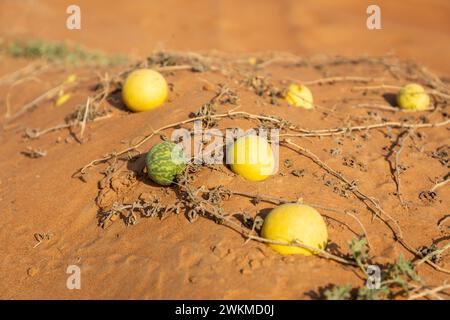 Citrullus colocynthis (colocinto, melone amaro) frutti verdi e gialli maturi con steli che crescono su una duna di sabbia, nel deserto degli Emirati Arabi Uniti. Foto Stock