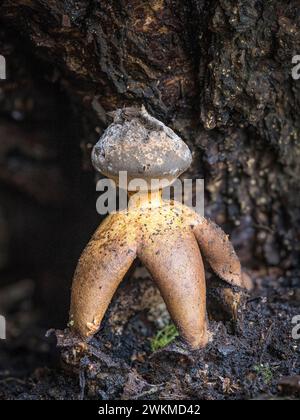 Arcuato Earthstar (Geastrum fornicatum), Holme Fen, Cambridgeshire, Inghilterra Foto Stock