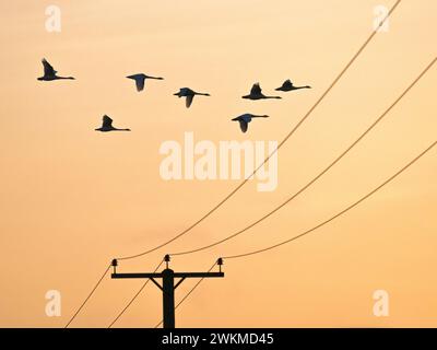 Gregge di Whooper Swan (Cygnus cygnus) che sorvolano le linee elettriche alla luce del mattino, Fens, Cambridgeshire, Inghilterra Foto Stock