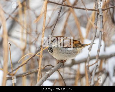 Sparrow si siede su un ramo senza foglie. Sparrow su un ramo in autunno o in inverno Foto Stock