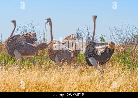 Un gruppo di struzzi che corre nella savana nella riserva forestale di Sibuyu in Botswana Foto Stock