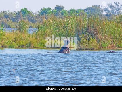Hippo Yawn nelle acque del delta dell'Okavango vicino a Maun, Botswana Foto Stock