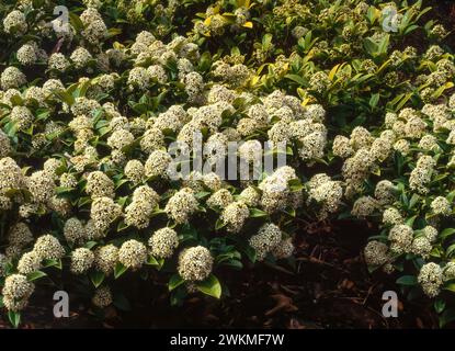 Skimmia Japonica arbusto sempreverde ricoperto di fiori bianchi in primavera che cresce nel giardino inglese, Inghilterra, Regno Unito Foto Stock