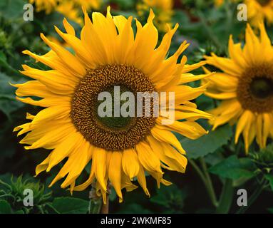 Foto ravvicinata di un girasole Helianthus "Pacino" giallo brillante che cresce nel giardino inglese, Inghilterra, Regno Unito Foto Stock