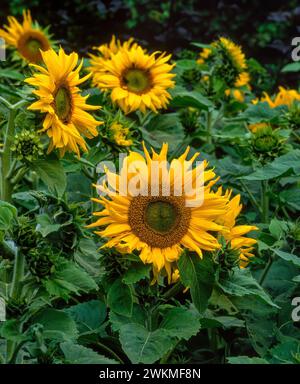 Giallo brillante Helianthus 'Pacino' / Helianthus annuus 'Pacino' girasoli che crescono nel giardino inglese, Inghilterra, Regno Unito Foto Stock