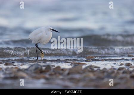 La piccola egret (Egretta garzetta), piccolo airone della famiglia Ardeidae Foto Stock