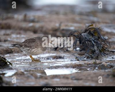 Purple sandpiper, Calidris maritima, Single Bird by water, Northumberland, febbraio 2024 Foto Stock
