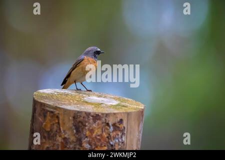 Primo piano di un uccello rosso comune, Phoenicurus phoenicurus, arroccato sul terreno in cerca di insetti Foto Stock